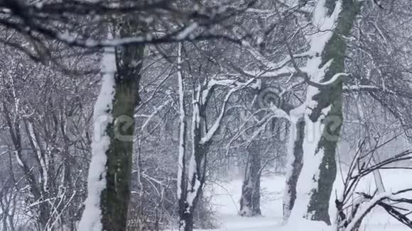 下雪视频的预览图