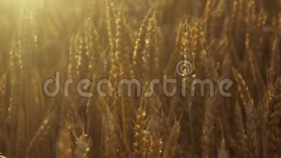 金色麦田和明亮的阳光可爱的自然在慢动作稳定镜头视频的预览图