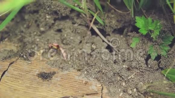 沙子里的炭疽蚂蚁工作狂视频的预览图