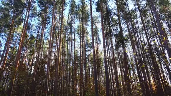 森林里风吹着美丽的高松视频的预览图