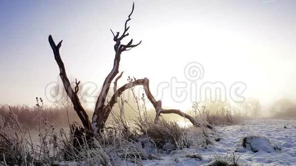 枯死的冬树视频的预览图