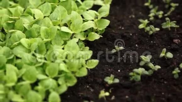 温室里的小草本植物视频的预览图