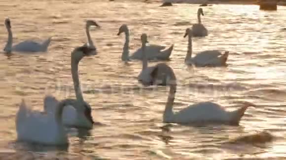 日落时在近岸水中觅食的白天鹅视频的预览图