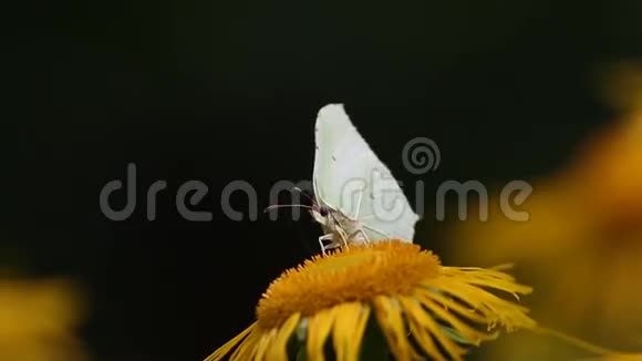 常见的BrimstoneGonepteryxrhamni蝴蝶在花叶上采集花蜜视频的预览图