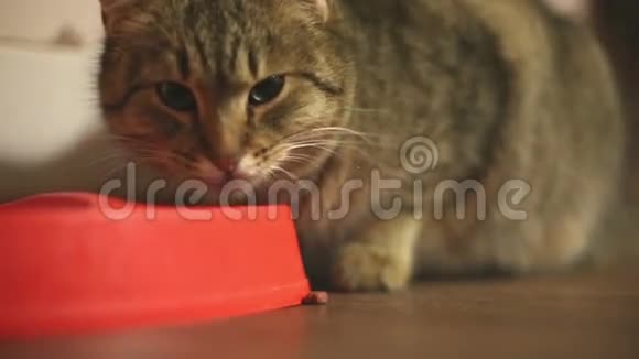 禁忌猫吃红碗里的食物视频的预览图
