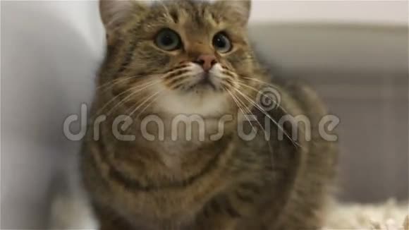 带条纹的棕色猫正坐在浴室的地毯上抬头看视频的预览图