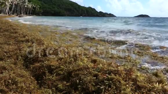 迎风群岛海滩上的马尾藻视频的预览图