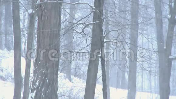 冬季风暴树林46视频的预览图