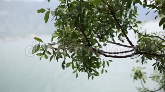 雨中的树叶在树上黑山的春雨视频的预览图