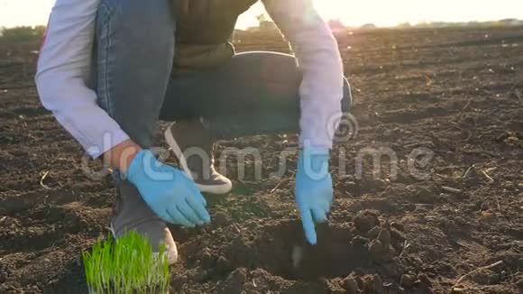 女农民在地上放了一个幼苗原型视频的预览图