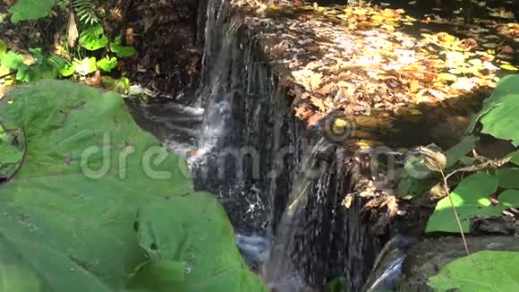 乌曼索菲夫斯基公园的瀑布视频的预览图