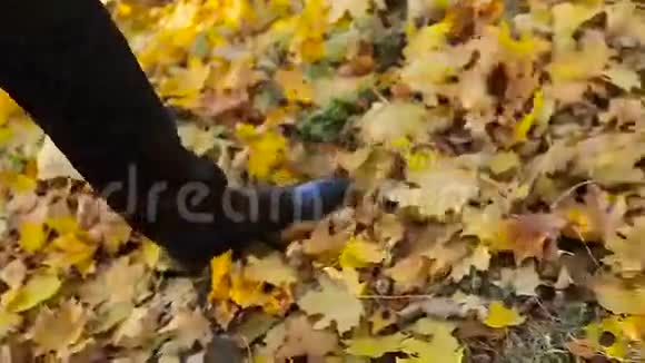 男人踩着枯黄的叶子秋天的季节视频的预览图
