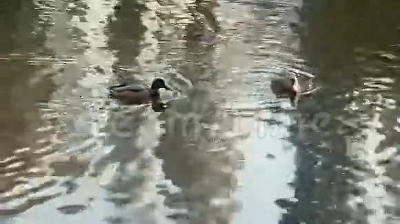 鸭子在河里游泳视频的预览图
