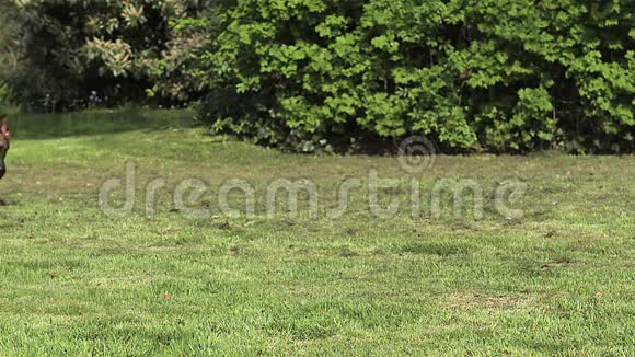 家犬德国牧羊犬草地上奔跑的女性视频的预览图