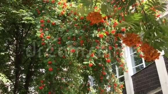 红色成熟的罗旺浆果在一棵有绿叶的树上视频的预览图