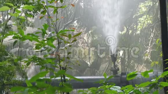 热带森林管道爆裂慢动作视频的预览图