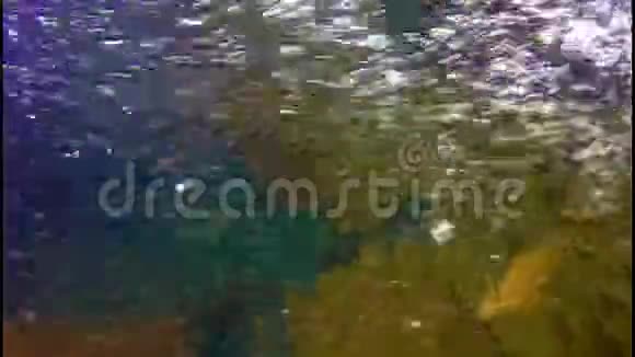 五颜六色的背景下的水中气泡视频的预览图