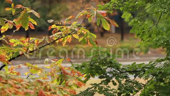 栗树和树在雨天落叶视频的预览图