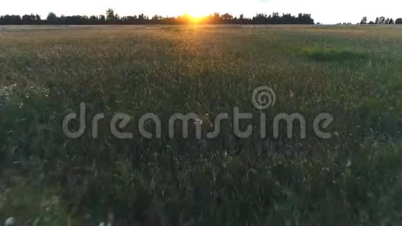 在田野上欣赏日落美景视频的预览图