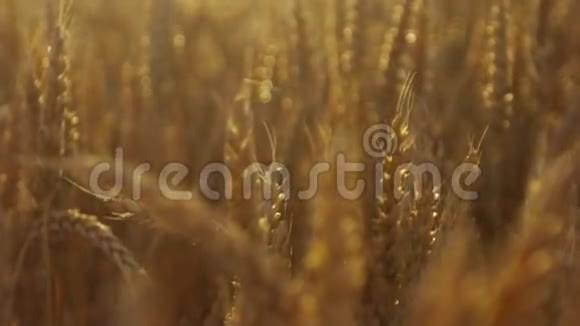 美丽的自然夕阳下的金色小麦的麦穗和华丽的自然场景在缓慢的运动视频的预览图