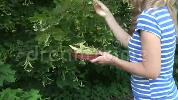 女孩采摘林登草药到柳条菜4K视频的预览图