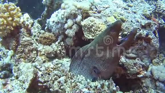 珊瑚礁上热带海洋中的巨型海鳗视频的预览图