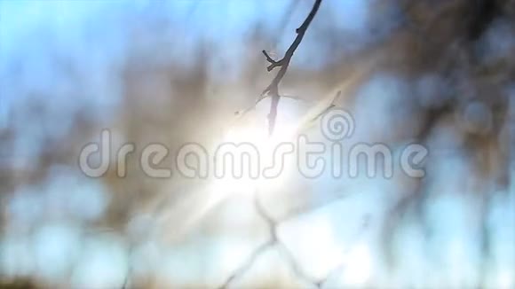 秋天光秃秃的树梢后面的日落视频的预览图