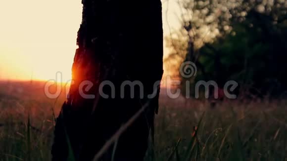 森林在金色的夕阳下在夏天日落时树干的剪影视频的预览图