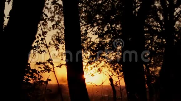 森林在金色的夕阳下在夏天日落时森林树木的剪影视频的预览图