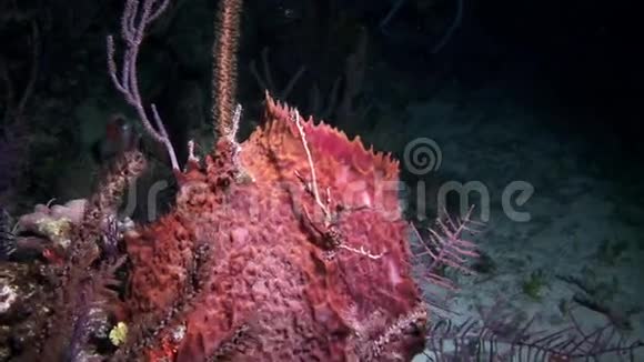 夜间潜水的美丽息肉视频的预览图