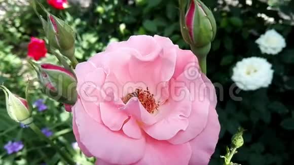 美丽开花的红白玫瑰视频的预览图