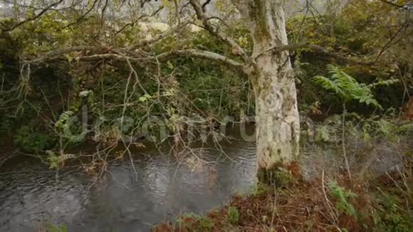 秋天从天然公园的灌溉沟渠中升起的薄雾视频的预览图