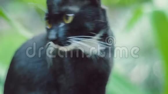 黑猫对自己有兴趣视频的预览图