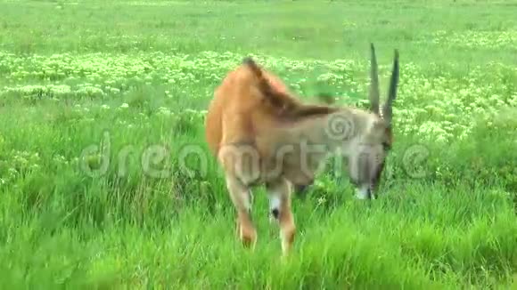 雌羚羊的特写镜头它站在草地上视频的预览图