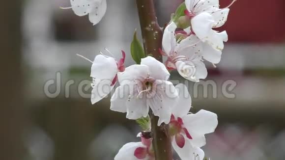 春天的花杏视频的预览图