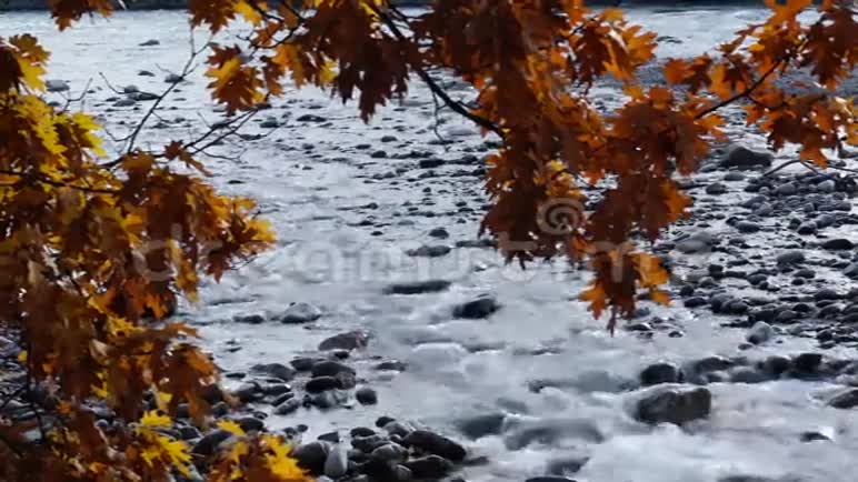 秋天的铁瑞克河视频的预览图