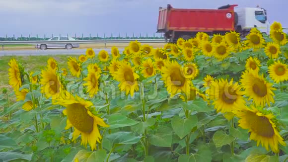道路背景下的向日葵视频的预览图