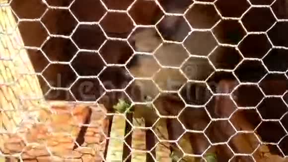 斑斑的兔子吃坐在笼子里的桦树叶视频的预览图