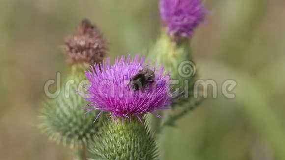 棉蓟或苏格兰蓟花上的大黄蜂乌索棘皮视频的预览图