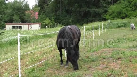 孤独的马在草地上放牧视频的预览图