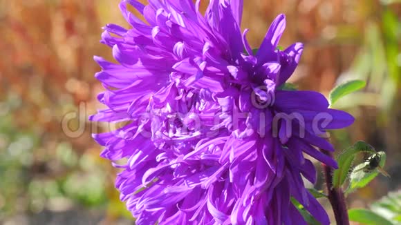 紫花和瓢虫视频的预览图