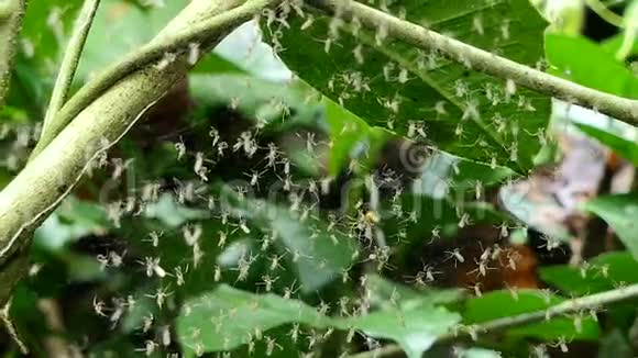 热带雨林中的蚊子视频的预览图