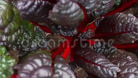 有红色茎的白色植物抽象背景视频的预览图
