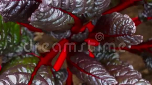 有红色茎的白色植物抽象背景视频的预览图