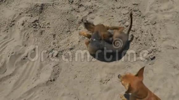 玩具猎犬游泳后在沙子里游泳视频的预览图