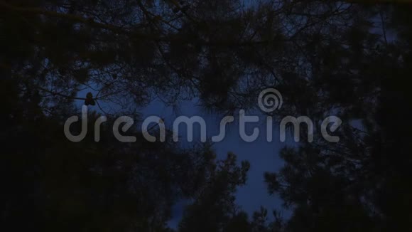 森林中的夜晚天空的时间流逝云视频的预览图
