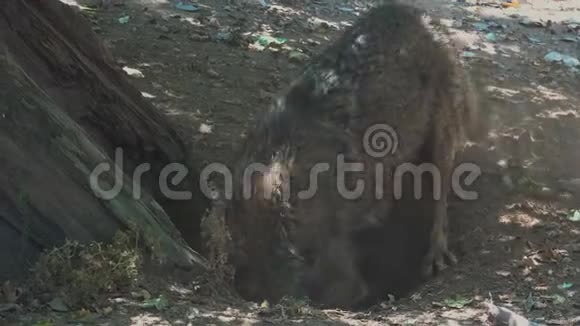 狼在树根上挖洞配合交配仪式视频的预览图