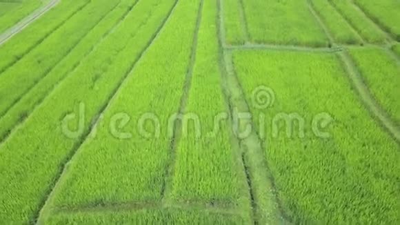 飞过稻田视频的预览图