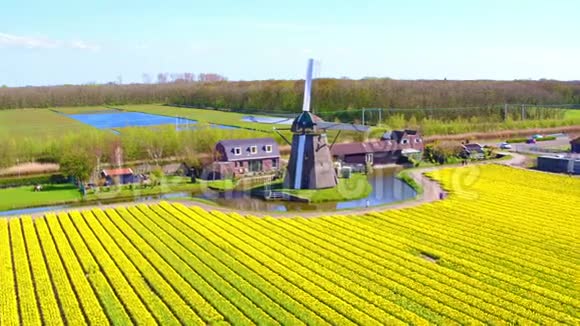荷兰的传统风车和盛开的郁金香花田视频的预览图