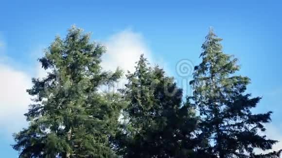 树木在强风中四处移动视频的预览图